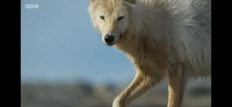 Arctic wolf (Canis lupus arctos) as shown in Planet Earth II - Grasslands
